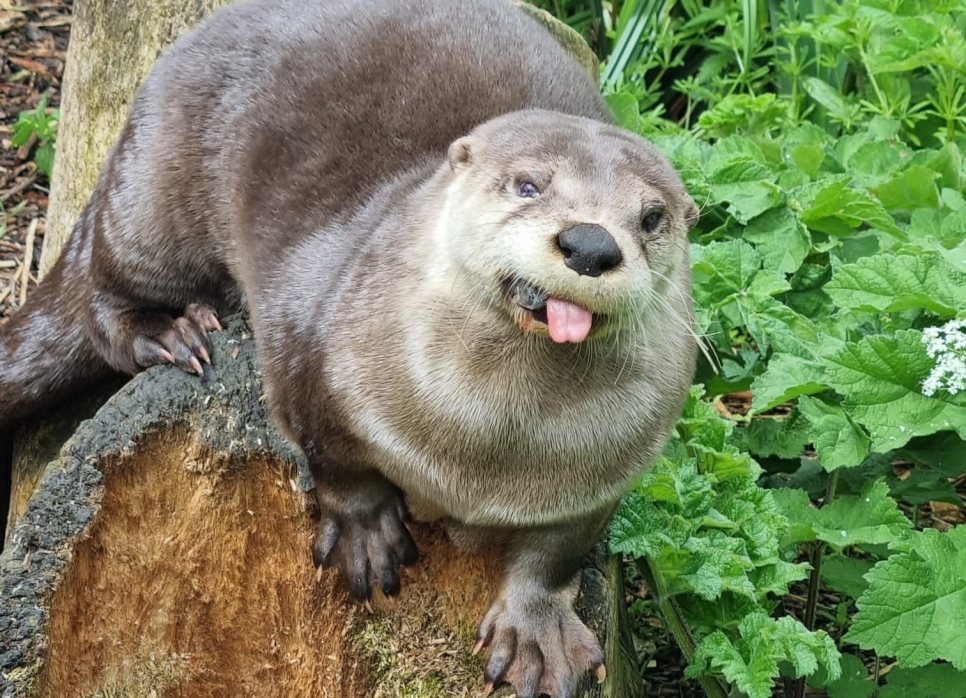 A day in the life of an otter